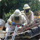 <Bee Removal and Control in Phoenix, Glendale, Peoria, Tempe, Mesa Chandler >